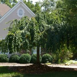 White Weeping Cherry Tree -Green Yard Plant Store White Weeping Cherry 1