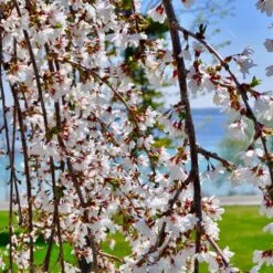 White Weeping Cherry Tree -Green Yard Plant Store White Weeping Cherry 3 FGT