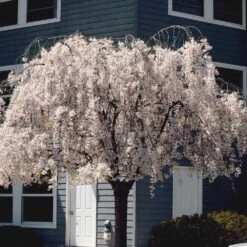 White Weeping Cherry Tree -Green Yard Plant Store White Weeping Cherry 6