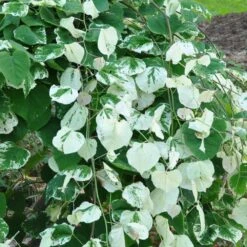 Whitewater Redbud Tree -Green Yard Plant Store Whitewater Redbud 2