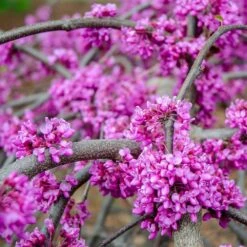 Whitewater Redbud Tree -Green Yard Plant Store Whitewater Redbud 3