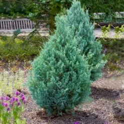Juniper 'Wichita Blue' Tree -Green Yard Plant Store Wichita Blue Juniper 4