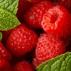 Willamette Red Raspberry Bush -Green Yard Plant Store Wiliamette Raspberry 5 FGT