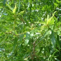 Willow Oak Tree 6 Willow Oak Tree -Green Yard Plant Store Willow Oak 3