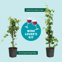 Tara Scuppernong Grape -Green Yard Plant Store Wine Lovers Kit Graphic 301366c6 ebcf 4d94 ad77 06f0e938ca39