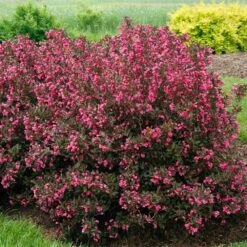 Wine & Roses® Weigela Shrub -Green Yard Plant Store Wine and Roses Weigela 2 FGT