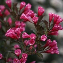 Wine & Roses® Weigela Shrub -Green Yard Plant Store Wine and Roses Weigela 3 FGT
