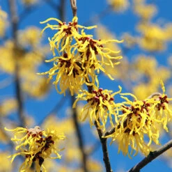 Common Witch Hazel Shrub 9 Common Witch Hazel Shrub -Green Yard Plant Store Witch Hazel 1