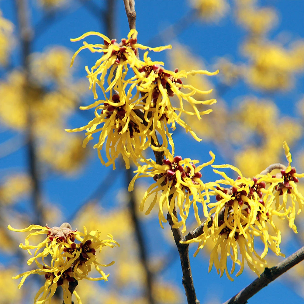 Common Witch Hazel Shrub 4 Common Witch Hazel Shrub - Image 4