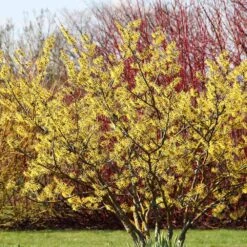 Common Witch Hazel Shrub 8 Common Witch Hazel Shrub -Green Yard Plant Store Witch Hazel 6