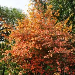 Common Witch Hazel Shrub 10 Common Witch Hazel Shrub -Green Yard Plant Store Witch Hazel 7