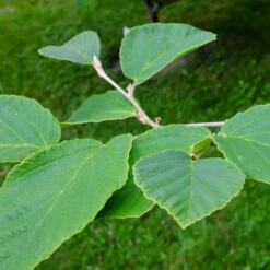 Diane Witch Hazel Shrub -Green Yard Plant Store Witch Hazel Diane 2