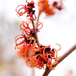 Jelena Witch Hazel Shrub 9 Jelena Witch Hazel Shrub -Green Yard Plant Store Witch Hazel Jelena 2