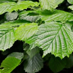 Jelena Witch Hazel Shrub 11 Jelena Witch Hazel Shrub -Green Yard Plant Store Witch Hazel Jelena 4