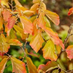 Jelena Witch Hazel Shrub 12 Jelena Witch Hazel Shrub -Green Yard Plant Store Witch Hazel Jelena 5