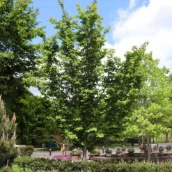 Jelena Witch Hazel Shrub 13 Jelena Witch Hazel Shrub -Green Yard Plant Store Witch Hazel Jelena 6