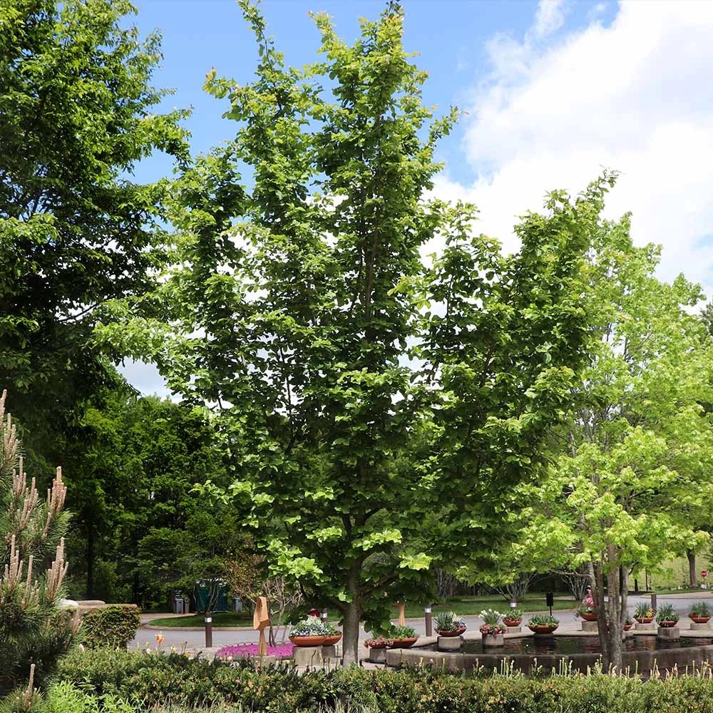 Jelena Witch Hazel Shrub 7 Jelena Witch Hazel Shrub - Image 7