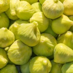 Yellow Fig Tree -Green Yard Plant Store Yellow Fig 1