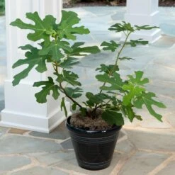 Yellow Fig Tree -Green Yard Plant Store Yellow Fig 4