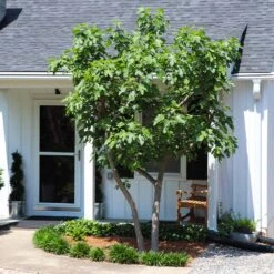 Yellow Fig Tree -Green Yard Plant Store Yellow Fig 5