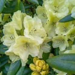 Yellow Rhododendron -Green Yard Plant Store Yellow Rhododendron 2 FGT