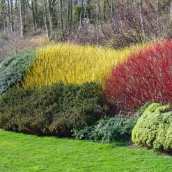 Yellow Twig Dogwood Shrub -Green Yard Plant Store Yellow Twig Dogwood 1