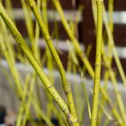 Yellow Twig Dogwood Shrub -Green Yard Plant Store Yellow Twig Dogwood 4 FGT