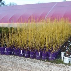 Yellow Twig Dogwood Shrub -Green Yard Plant Store Yellow Twig Dogwood 8