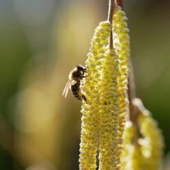 York Filbert Hazelnut 11 York Filbert Hazelnut -Green Yard Plant Store York Hazelnut 2