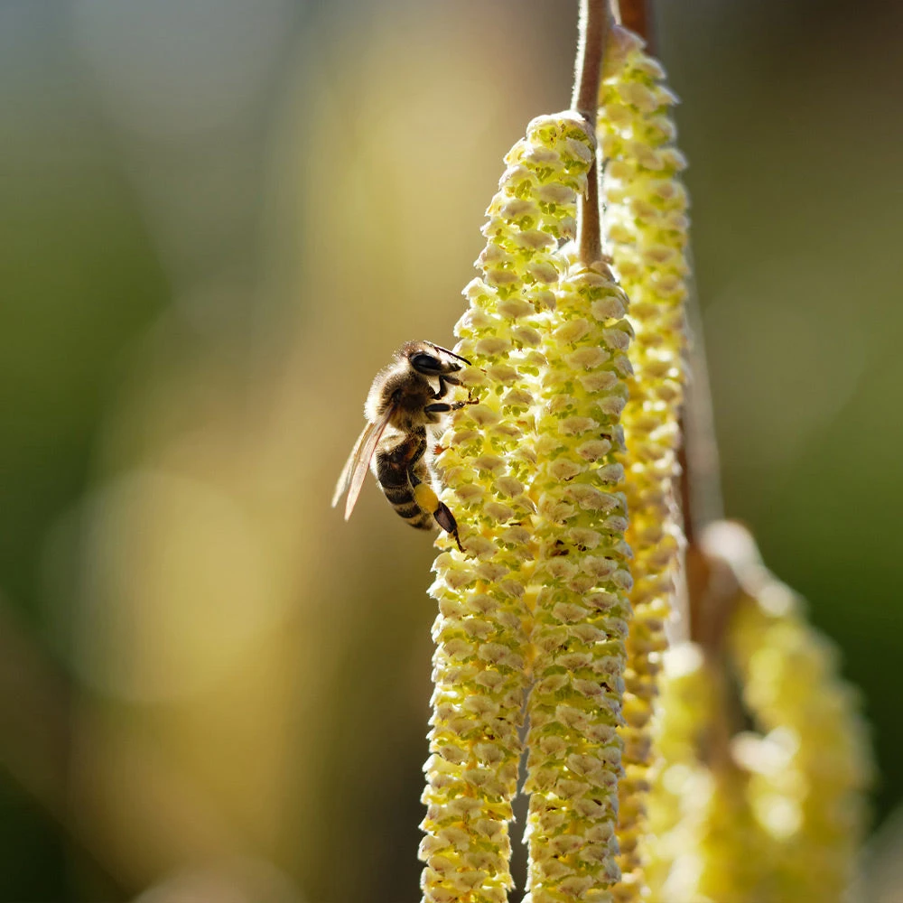 York Filbert Hazelnut 6 York Filbert Hazelnut - Image 6