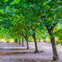 York Filbert Hazelnut 9 York Filbert Hazelnut -Green Yard Plant Store York Hazelnut 4
