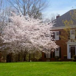 Yoshino Cherry Tree -Green Yard Plant Store Yoshino Cherry 8 FGT