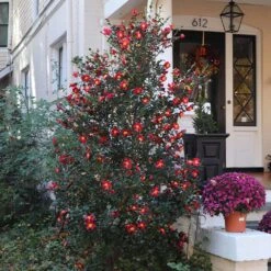 Yuletide Camellia 7 Yuletide Camellia -Green Yard Plant Store Yuletide Camellia 4 BB