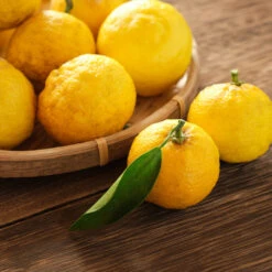 Yuzu Tree -Green Yard Plant Store Yuzu Citrus 3 FGT
