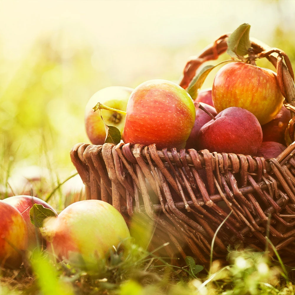 Zestar Apple Tree 3 Zestar Apple Tree - Image 3