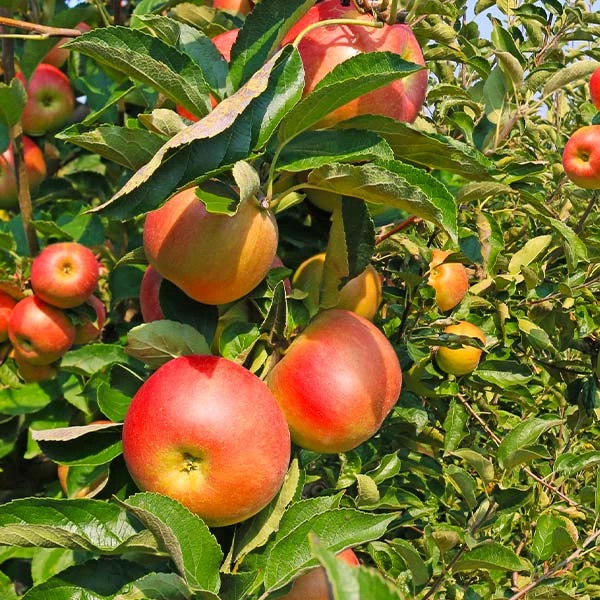 Zestar Apple Tree 1 Zestar Apple Tree