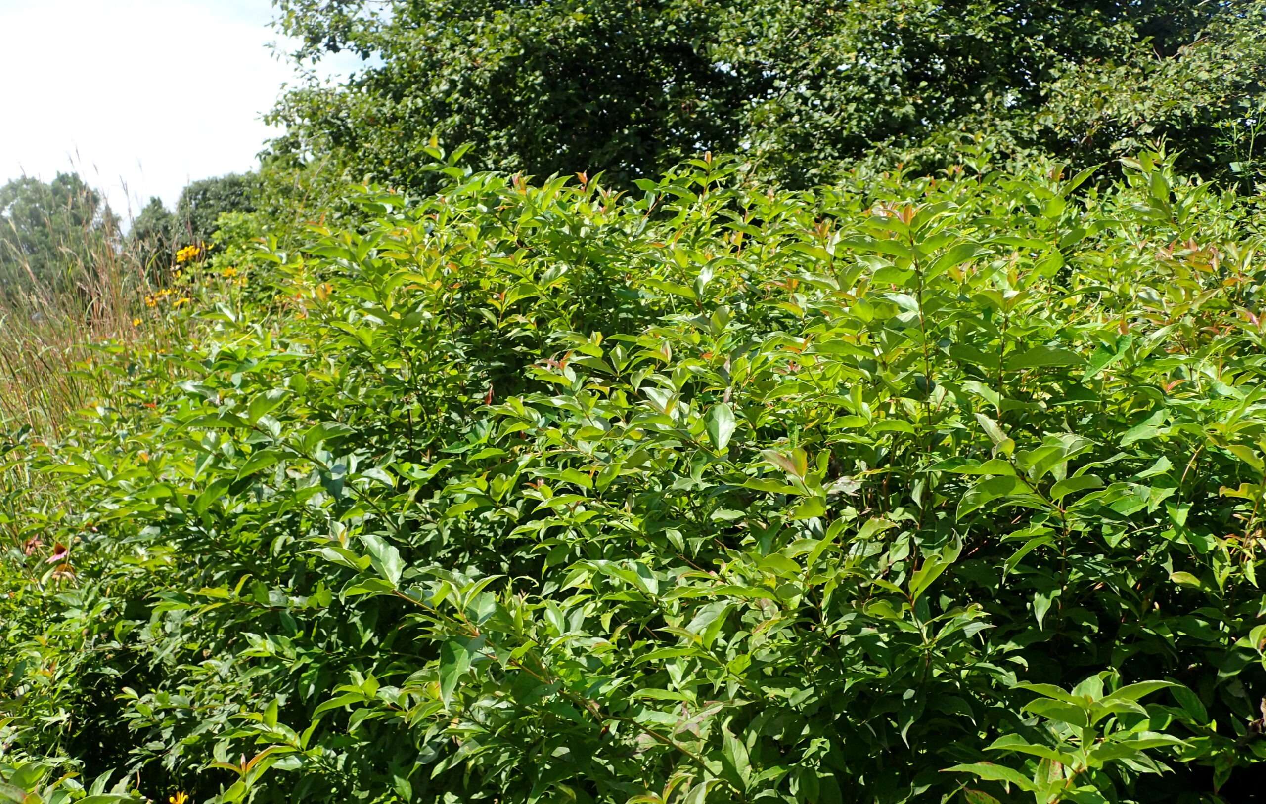 Green Yard Plant Store -Green Yard Plant Store caylaunam