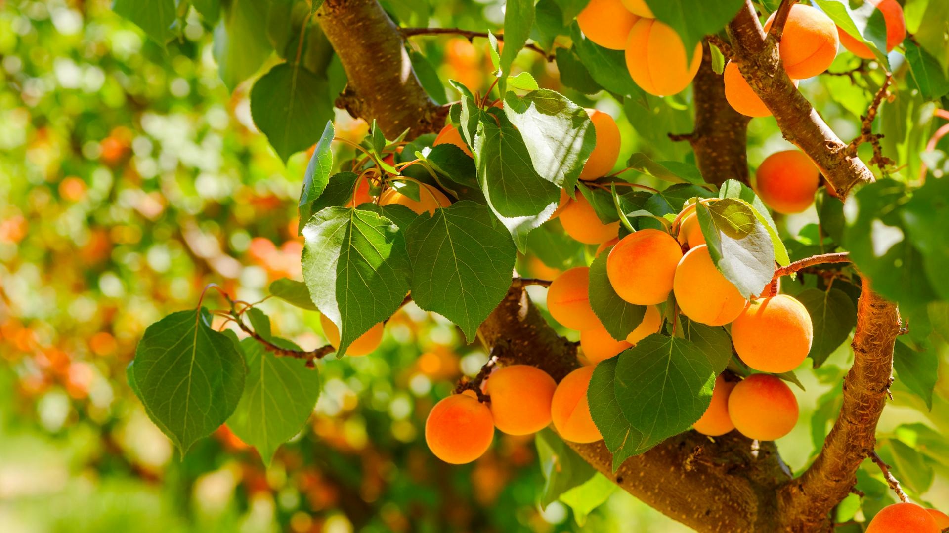 Green Yard Plant Store -Green Yard Plant Store caytraidao1 aprikose 1212171439