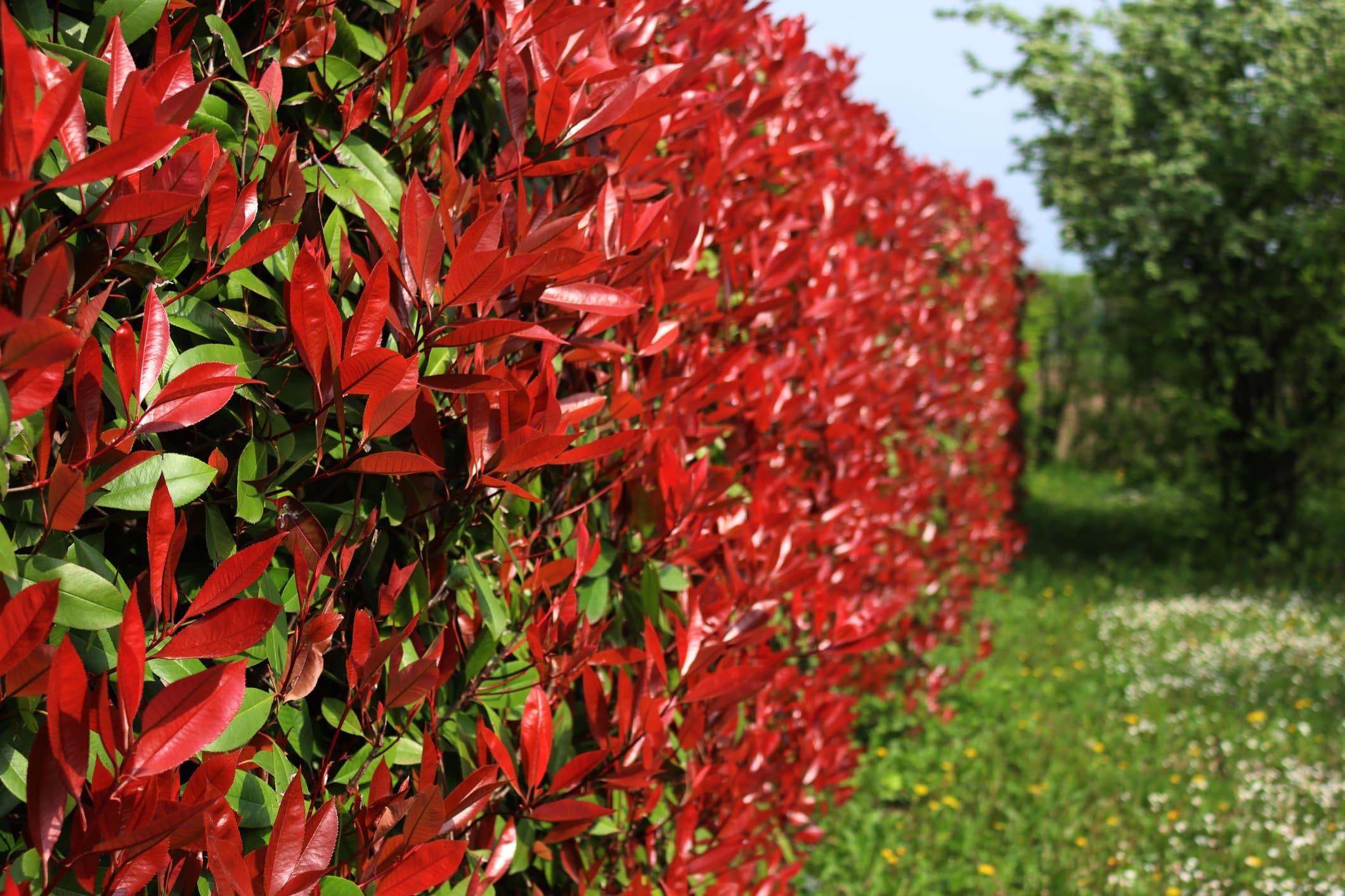 Green Yard Plant Store -Green Yard Plant Store haie de photinia