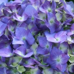 Let's Dance® Blue Jangles Hydrangea Shrub -Green Yard Plant Store hydrangea lets dance blue jangles 3