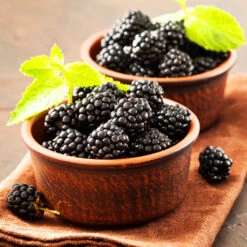 Kiowa Blackberry Bush -Green Yard Plant Store kiowa blackberry 3