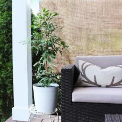 Miracle Berry Plant -Green Yard Plant Store mIRACLE bERRY 4 FGT