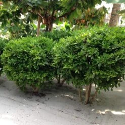 Miracle Berry Plant -Green Yard Plant Store mIRACLE bERRY 6