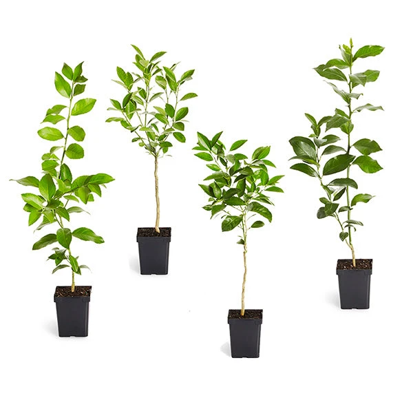Citrus Tree Variety Kit 1 Citrus Tree Variety Kit