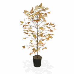 Autumn Blaze® Red Maple Tree -Green Yard Plant Store products 5f8d8f31 87b0 4c0c bdb7 89dc64fd77ef