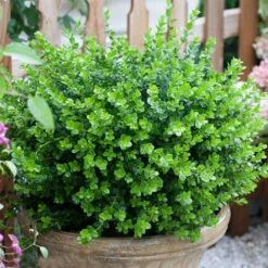 Sprinter® Boxwood Shrub -Green Yard Plant Store sprinter boxwood 3