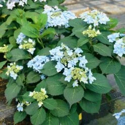 Tuff Stuff Ah-Ha® Hydrangea Shrub -Green Yard Plant Store tuff stuff ah ha hydrangea 4