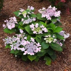 Tuff Stuff Ah-Ha® Hydrangea Shrub -Green Yard Plant Store tuff stuff ah ha hydrangea 7 FGT