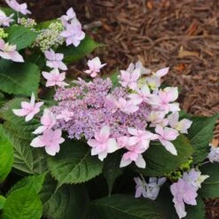 Tuff Stuff Ah-Ha® Hydrangea Shrub -Green Yard Plant Store tuff stuff ah ha hydrangea 8